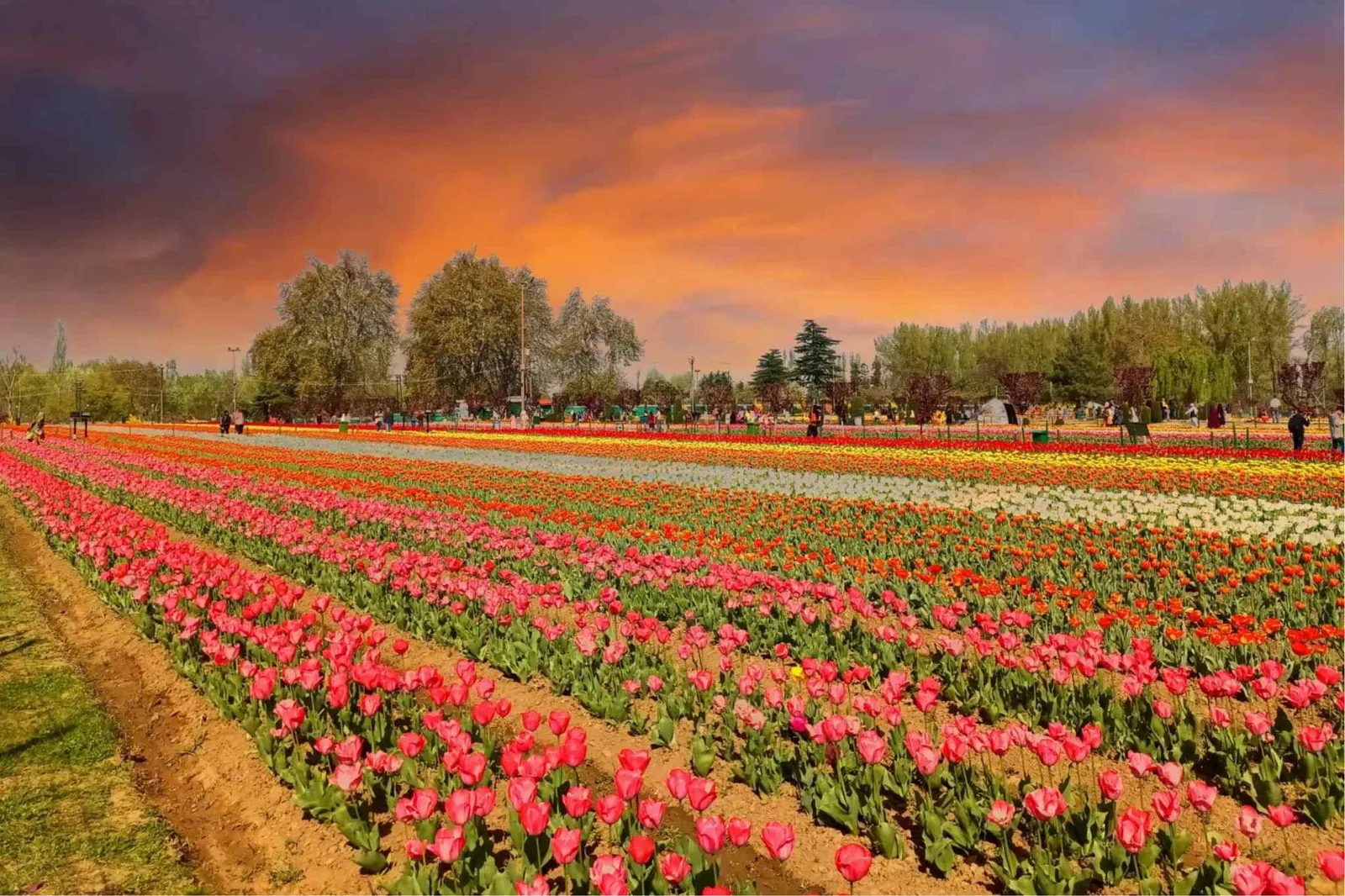 Tulip Garden